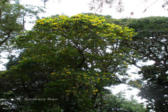 Tecoma castanifolia